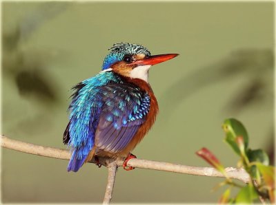 Kingfisher Malachite
