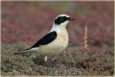 Black-eard Wheatear