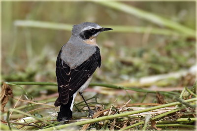 Northern Wheatear