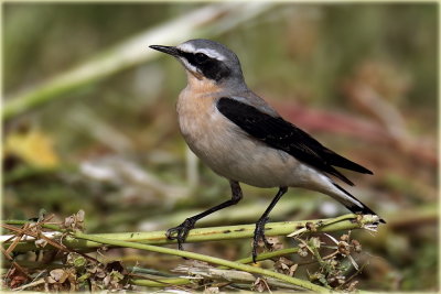 Northern Wheatear