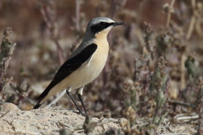 Northern Wheatear