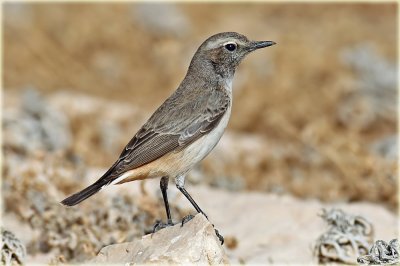 Kurdistan Wheatear_resize.jpg