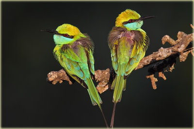 Other Sri Lankan Birds