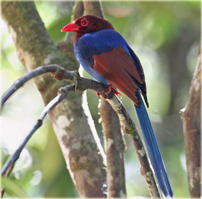 Ceylon Blue Magpie