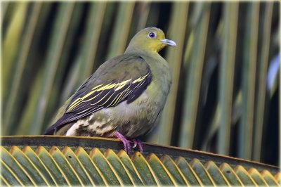 Ceylon Green Pigeon Female