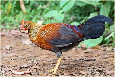 Ceylon Junglefowl