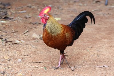 Ceylon Junglefowl