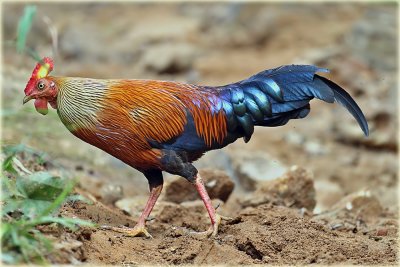 Ceylon Junglefowl