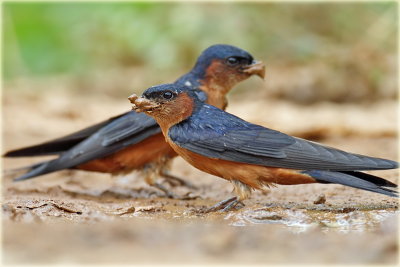 Ceylon Swallow