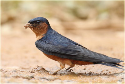 Ceylon Swallow