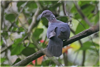 Ceylon Woodpigeon