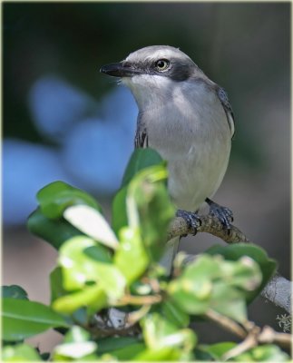 Ceylon Woodshrike