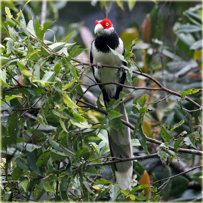 Red Faced Malkoha