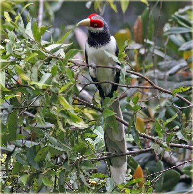 Red Faced Malkoha