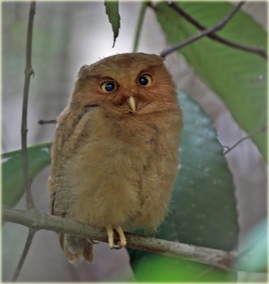 Serendib Scops Owl