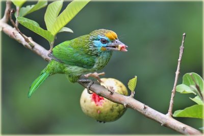 Yellow Fronted Barbet