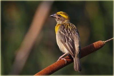 Baya Weaver