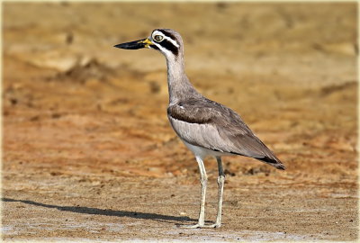 Great Thick Knee