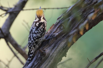 Yellow Fronted Pied Woodpecker