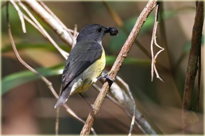 Legge's Flowerpecker