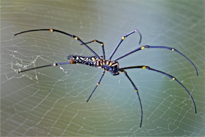 Giant Wood Spider Nephila Maculata