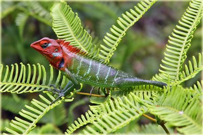 Green Forest Lizard