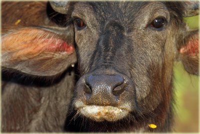 Water Buffalo