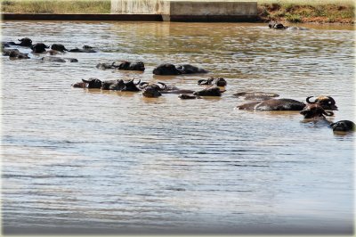 Water Buffalo