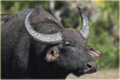 Wild Buffallo