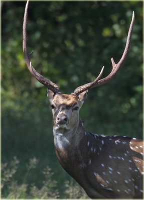 Chital