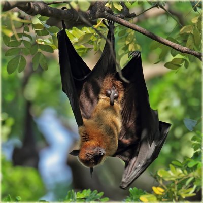 Flying Fox Bat