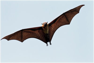 Flying Fox Bat