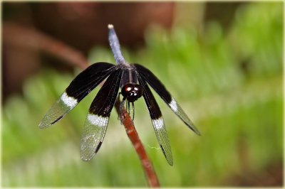 Pied Paddy Skimmer Dragonfly