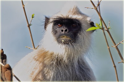 Monkey Grey Langur