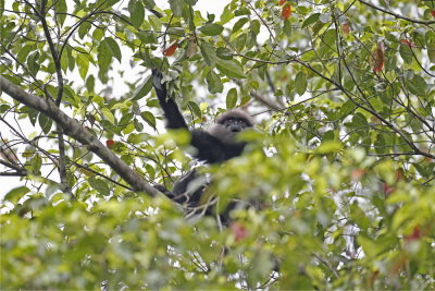 Purple Faced Leaf Monkey