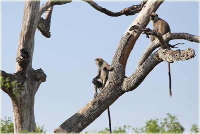 Purple Faced Monkey