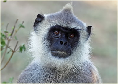 Tufted Grey Langur