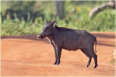 Eurasian Wild Boar