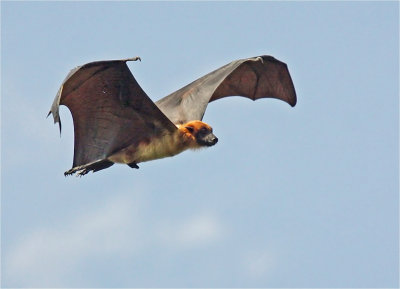 Flying Fox Bat