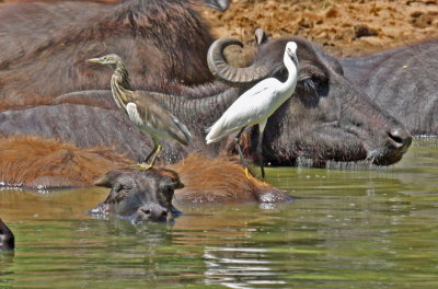 Water Buffalo