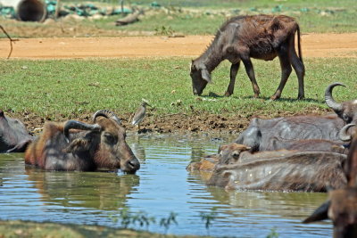 Water Buffalo