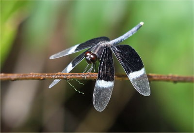 Pied Paddy Skimmer Dragonfly