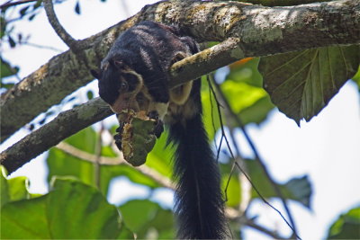 Grizzled Giant Squirrel