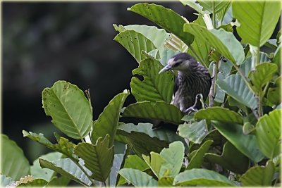 White Faced Starling.