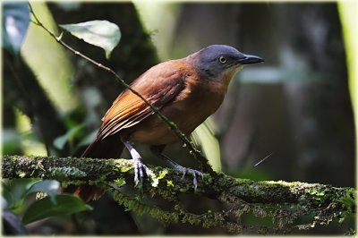 Ashy Headed Laughingthrush.jpg