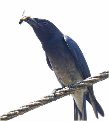 White Bellied Drango