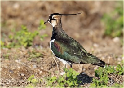 Northern Lapwing