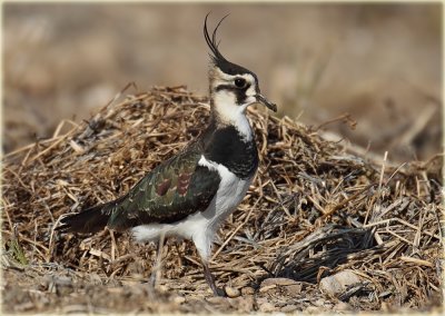 Northern Lapwing
