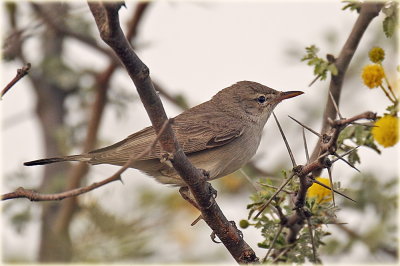 Eastern Olivaceous.jpg
