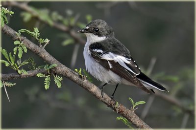 Semi-collared Flycatcher 1.jpg